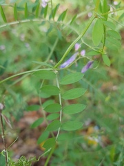 Vicia disperma