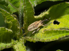 Larinus carlinae