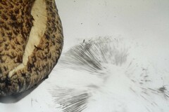 Flammulaster erinaceellus