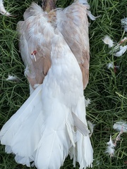 Streptopelia decaocto