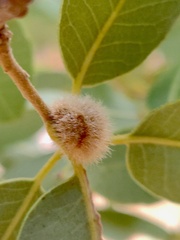 Disholandricus lasius