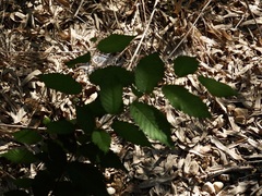 Ulmus alata