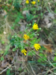 Hieracium sabaudum