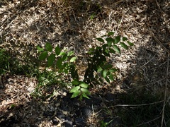 Ulmus alata