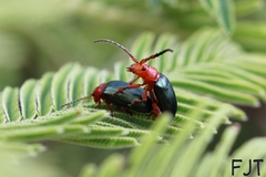 Phrynocepha pulchella