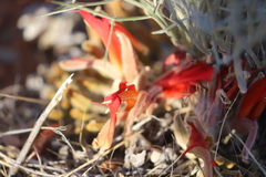 Leptosema chambersii