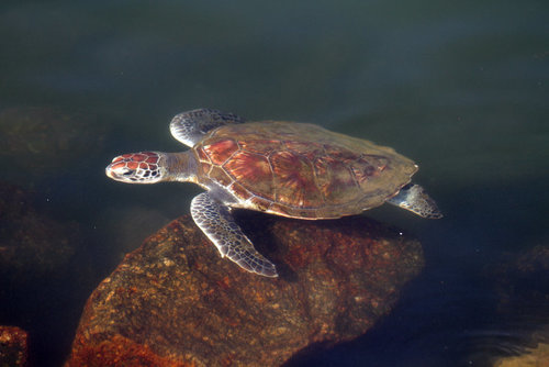 Green Sea Turtle, photo 7 of 10