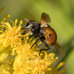 Gymnosoma