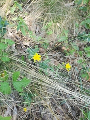 Hieracium sabaudum