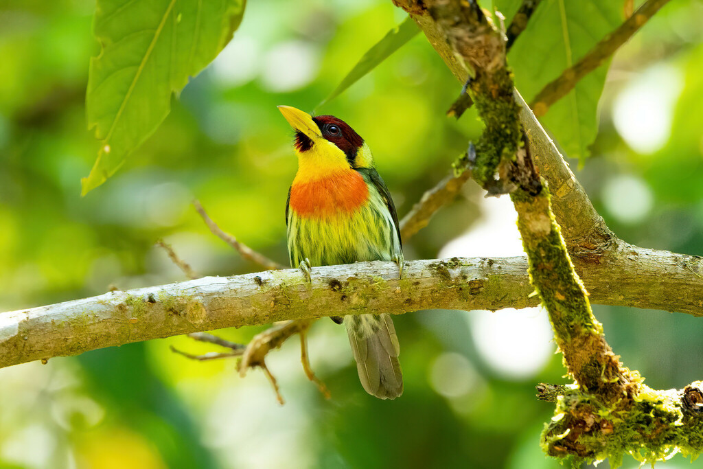 Lemon-throated Barbet