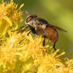 Gymnosoma