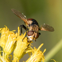 Gymnosoma