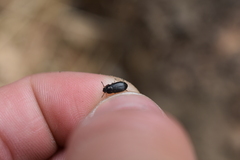 Blapstinus