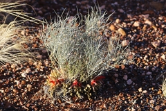 Leptosema chambersii