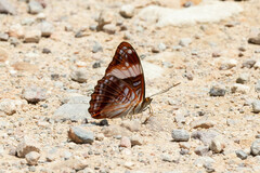 Adelpha boreas