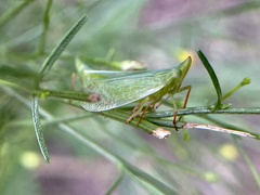 Rhynchomitra