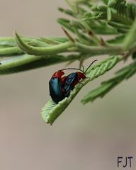 Phrynocepha pulchella