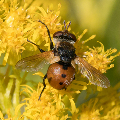 Gymnosoma
