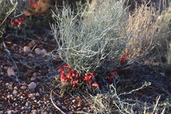 Leptosema chambersii