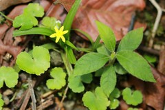 Hypoxis decumbens