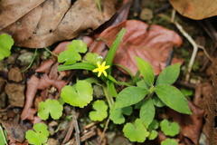 Hypoxis decumbens