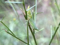 Rhynchomitra