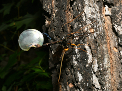 Megarhyssa atrata