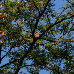 Melanerpes rubricapillus