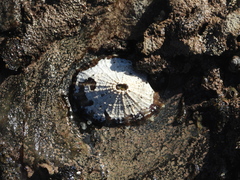 Fissurella costata
