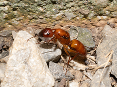 Camponotus castaneus