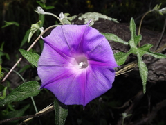 Ipomoea pubescens
