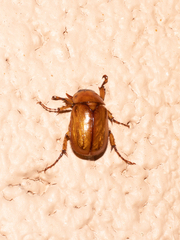 Cyclocephala