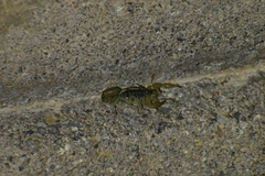 Paravaejovis spinigerus