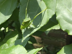 Stilpnochlora