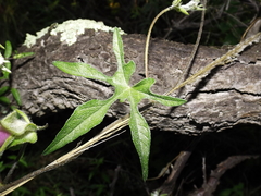 Ipomoea pubescens