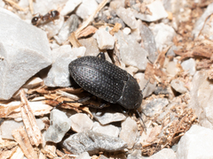 Asiopus minimus