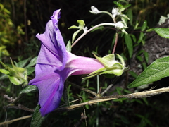 Ipomoea pubescens