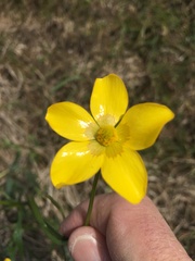 Ranunculus lappaceus