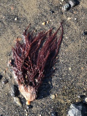 Sarcodiotheca