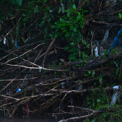 Basiliscus basiliscus