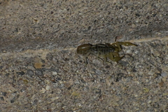 Paravaejovis spinigerus