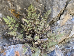 Myriopteris gracilis