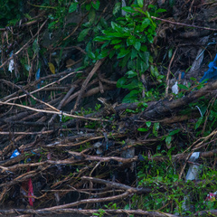 Basiliscus basiliscus