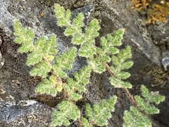 Myriopteris gracilis
