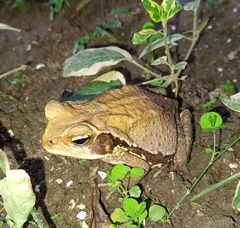 Rhinella crucifer