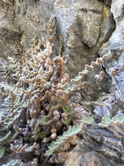 Myriopteris gracilis