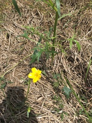 Ranunculus lappaceus