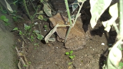 Rhinella crucifer