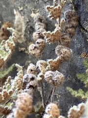 Myriopteris gracilis