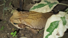 Rhinella crucifer